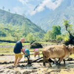 दर्जा मंत्री भूपेश ने पूर्व सीएम के गांव में जोता हल
