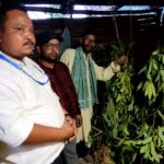 बागेश्वर में असम के वैज्ञानिकों ने देखी मूंगा रेशम की खेती