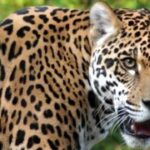 हाल ऐ उत्तराखंड !! गुलदार के हमलों में सात महीनों में दो बच्चियों समेत तीन ने गंवाई जान, छह घायल