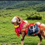  मां नंदादेवी बड़ीजात : होमकुंड में हुई पूजा, चोसिंग्या खाडू को कैलाश किया विदा